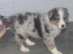 Offrez chiot berger australien femelle très gentille,affectueuse