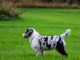 Cedez chiot berger australien femelle très gentille,affectueuse