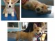 Chiot Welsh Corgi Pembroke a donner