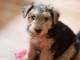 chiot airdela terrier trois mois