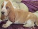 chiot chiot basset hound trois mois