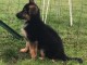 chiot berger allemand