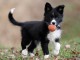  chiot border collie 