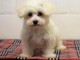 chiot bichon maltais trois mois