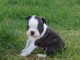 chiot boston terrier trois mois