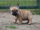 chiot boulodogue fancais