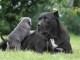 chiot cane corso masstiff