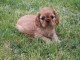 chiot cavalier king charle trois mois