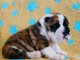 chiot bulldog anglais lof a donner