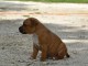 Chiots Staffordshire Bull Terrier LOF a donner