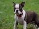 Chiot Boston Terrier  lof a donner