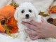 Je donne magnifiques chiot femelle bichon frisé