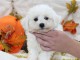 Je donne magnifiques chiot femelle bichon frisé