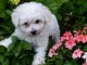 Je donne magnifiques chiot femelle bichon frisé