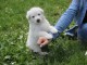 Je donne magnifiques chiot femelle bichon frisé