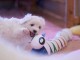 Je donne magnifiques chiot femelle bichon frisé