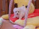 Excellent chiot femelle bichon frisé 3 mois a donner