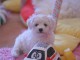 Excellent chiot femelle bichon frisé 3 mois a donner