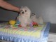 Excellent chiot femelle bichon frisé 3 mois a donner