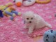 Excellent chiot femelle bichon frisé 3 mois a donner