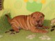 chiot Shar Pei a donner