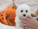 Excellent chiot femelle bichon frisé 3 mois a donner