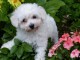 Excellent chiot femelle bichon frisé 3 mois a donner