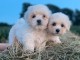 Chiot coton de tulear LOF a donner