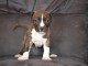 Chiot american staffordshire terrier lof a donner