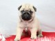 A Donner Chiot type carlin femelle