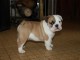 A DONNER chiot type Bulldog Anglais Mâle