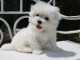 Chiot type Bichon maltais femelle à donner