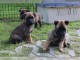 CHIOTS BERGER MALLINOIS