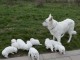 Magnifiques Chiots Berger Blanc Suisse Pure Race,