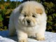 chiot chow chow trois mois