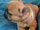 Superbe bouledogue français a donner