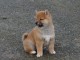 Chiots shiba inu disponibles