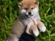 Chiots shiba inu disponibles