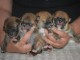 Chiots shiba inu disponibles