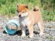 Chiots shiba inu disponibles