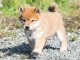 Chiots shiba inu femelle et mâle