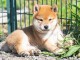 Chiots shiba inu femelle et mâle