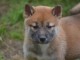 Chiots shiba inu femelle et mâle de 3 mois pour adoption