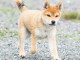 Chiot type shiba inu femelle et mâle à Donner Urgent