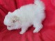 A donner superbe chiot de pure race spitz allemand