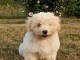 A donner contre bon soin une petite merveille de type coton tuléa