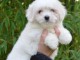 Adoptez chiot type coton tuléar