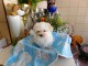 A donner chiot bichon maltais femelle