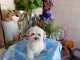 A donner chiot bichon maltais femelle