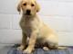 chiot golden-retriever trois mois